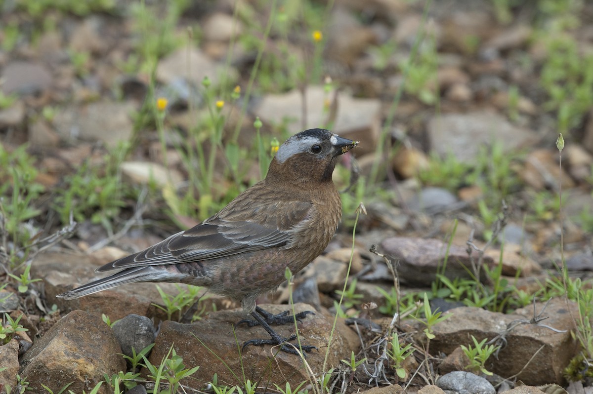Gray-crowned Rosy-Finch - Michael Linz