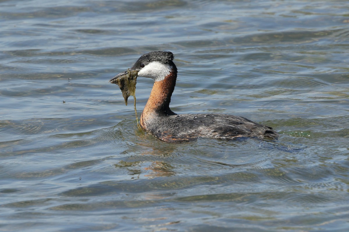 Red-necked Grebe - ML340666671