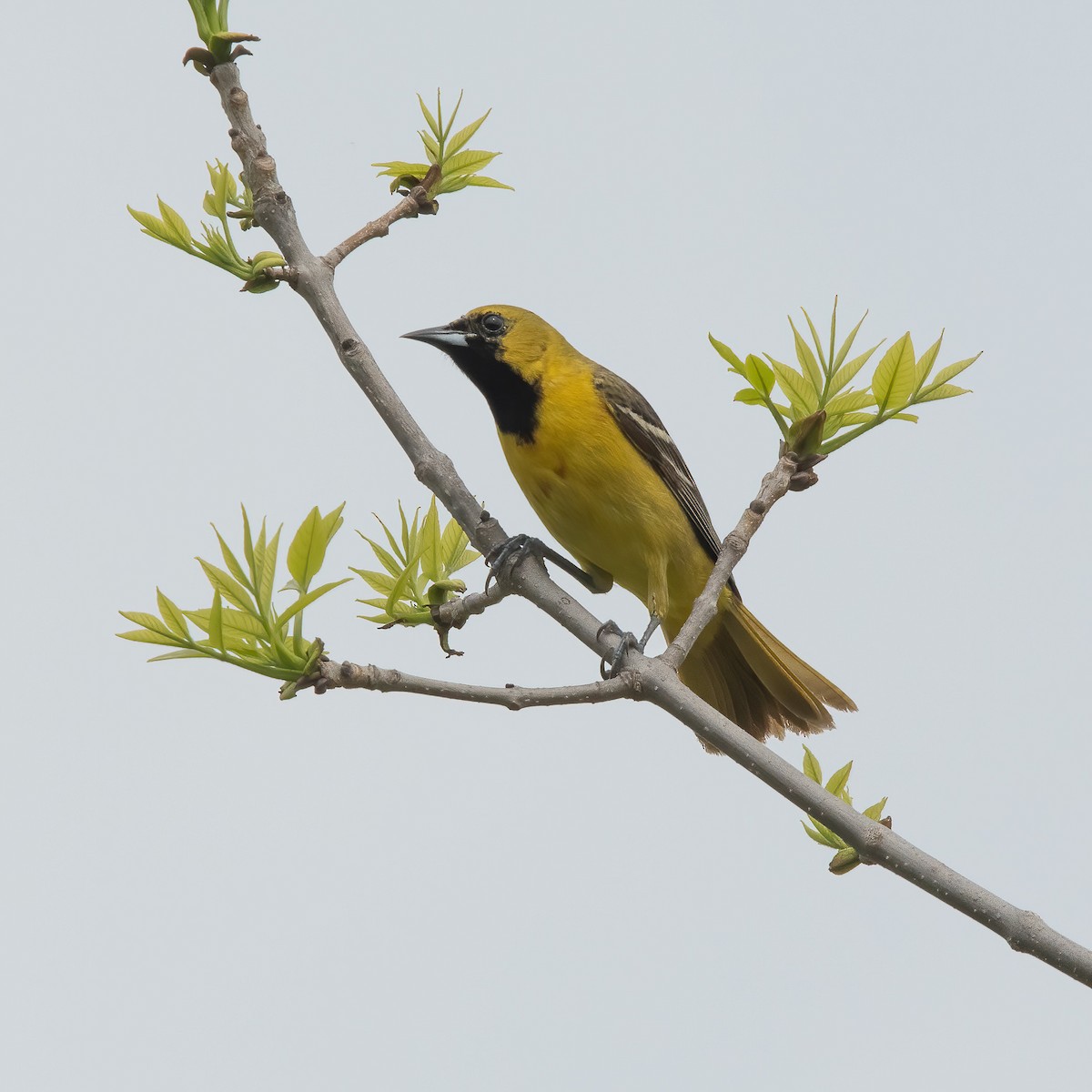 Orchard Oriole - ML340669401