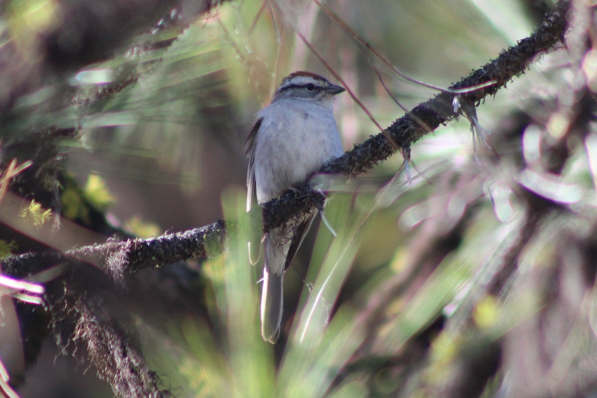 Chipping Sparrow - ML340673841