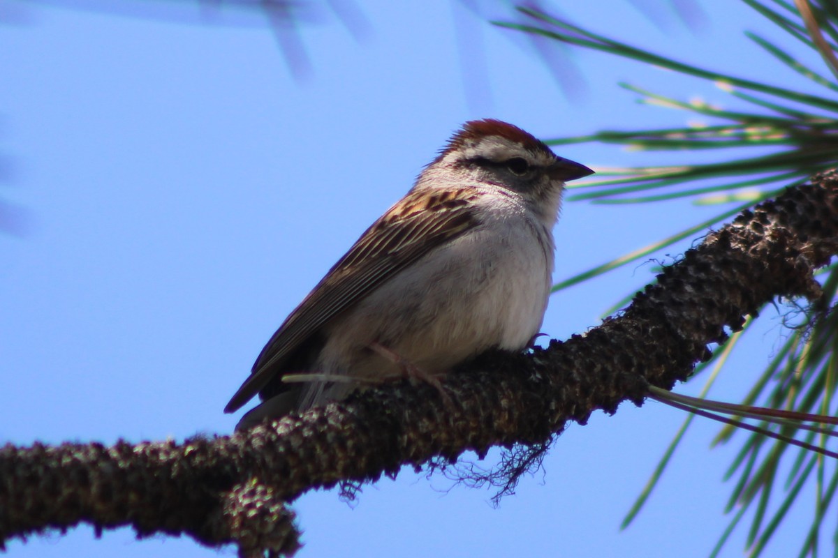 Chipping Sparrow - ML340673851