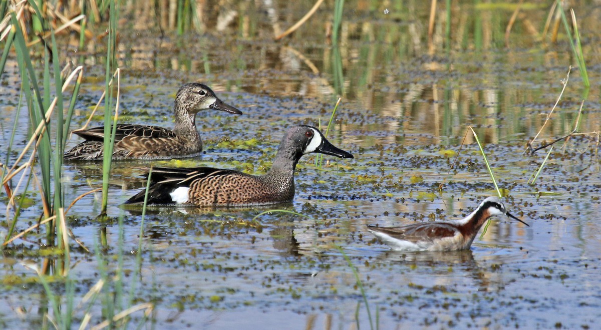 Blue-winged Teal - ML340674301