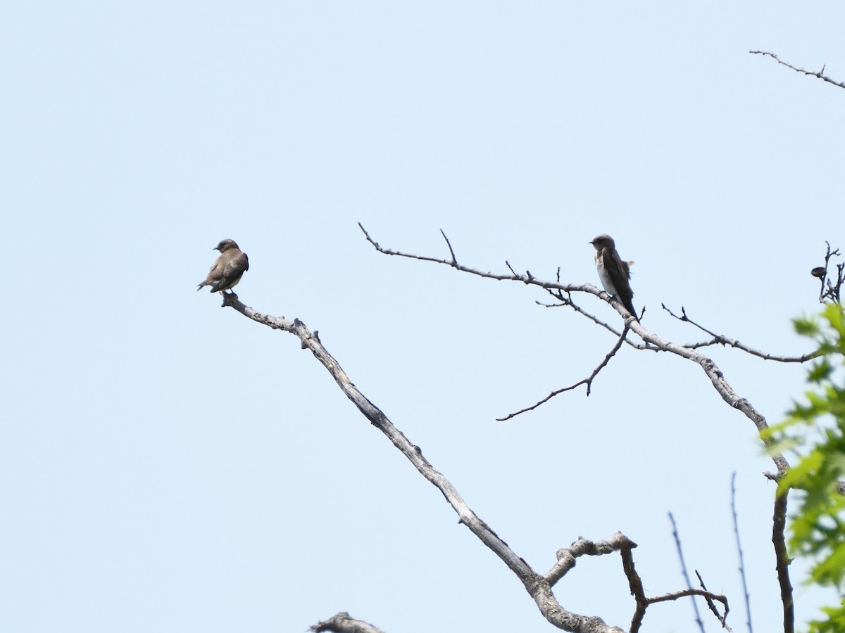 Northern Rough-winged Swallow - Alexandre Terrigeol