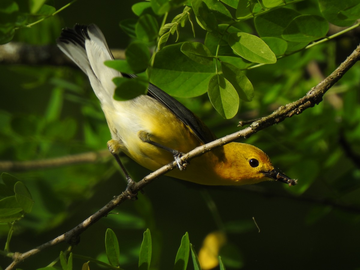 Prothonotary Warbler - ML340688901