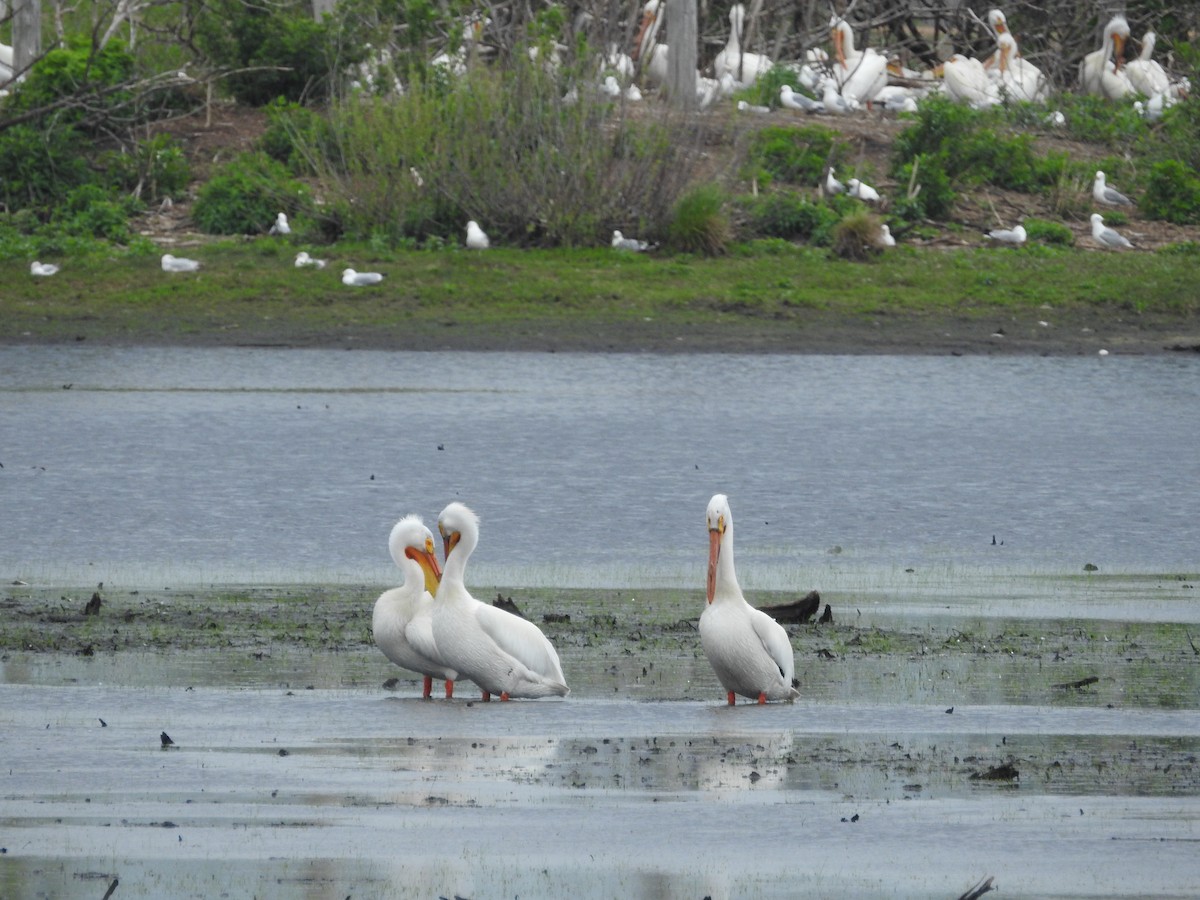 pelikán severoamerický - ML340691741