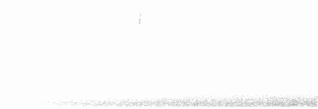 Bruant fauve (groupe megarhyncha) - ML340693911