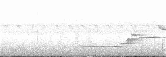 Широкохвістка меланезійська - ML34069561