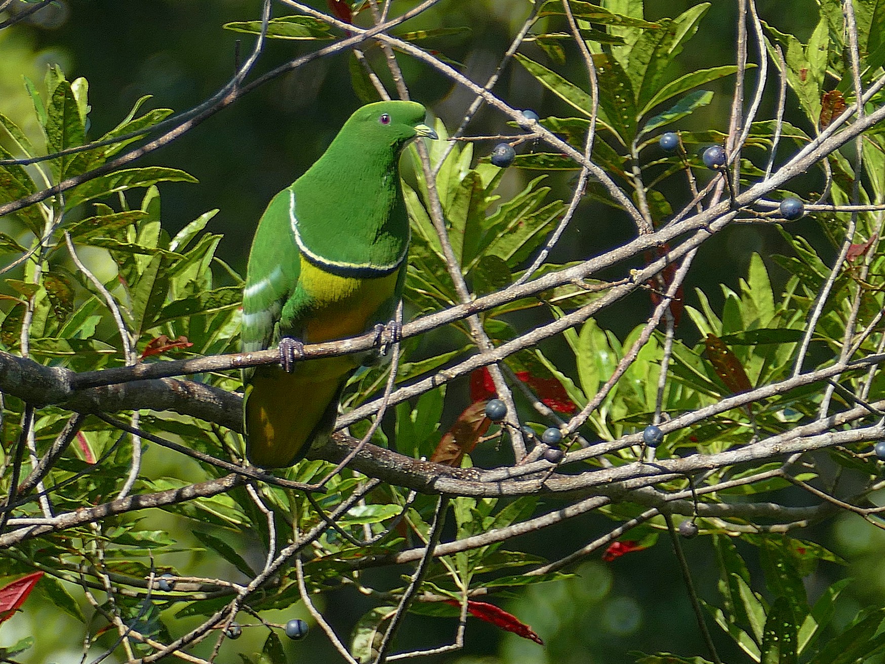 Cloven-feathered Dove - Jens Thalund