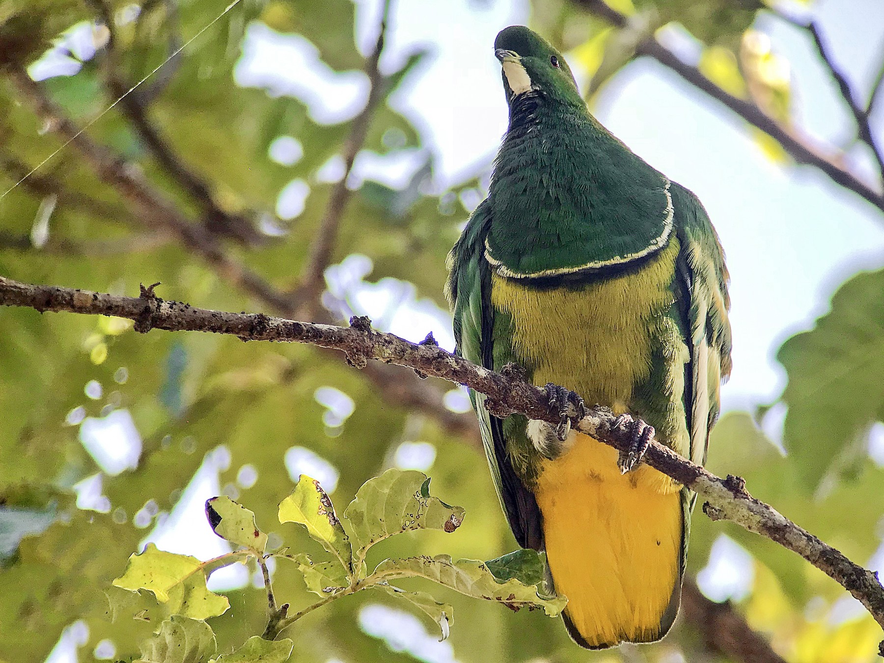 Cloven-feathered Dove - Andy Walker - Birding Ecotours