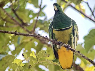 雄鳥 - Andy Walker - Birding Ecotours - ML340696681