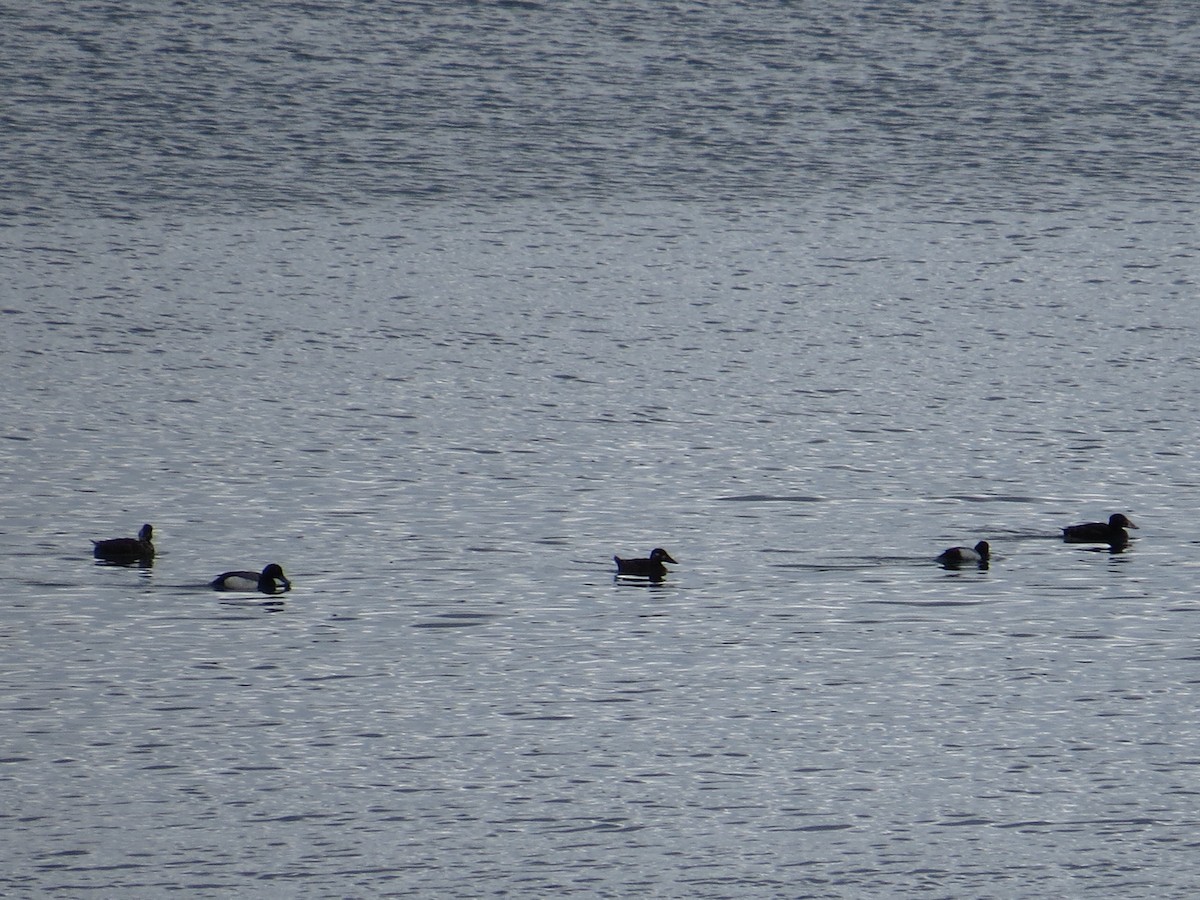 Greater Scaup - ML34069821