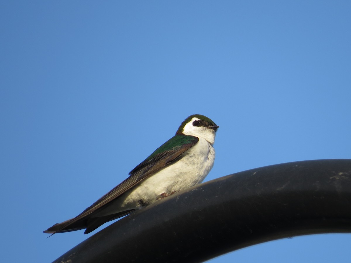 Violet-green Swallow - ML34070401