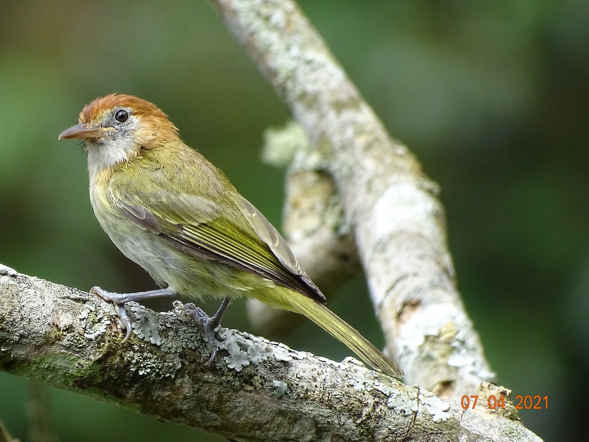 Rufous-naped Greenlet - ML340704141