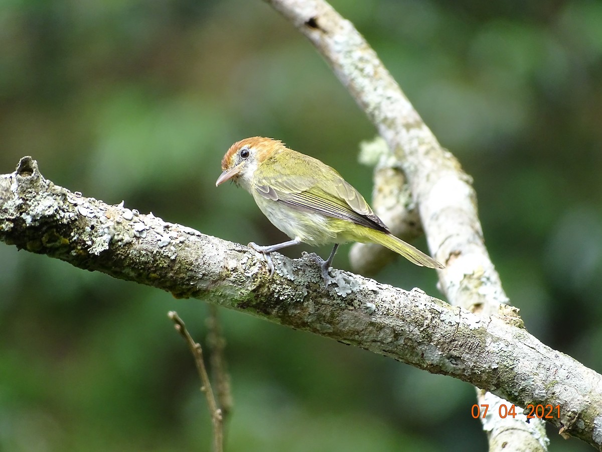 Rufous-naped Greenlet - ML340704171