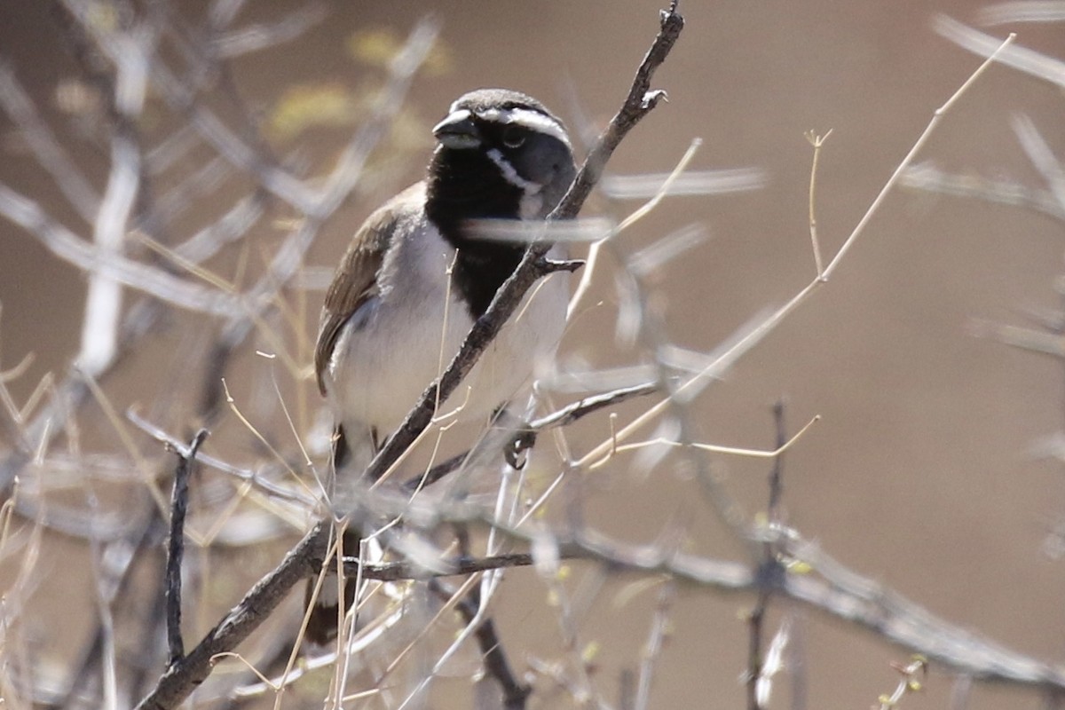 Black-throated Sparrow - ML340705491