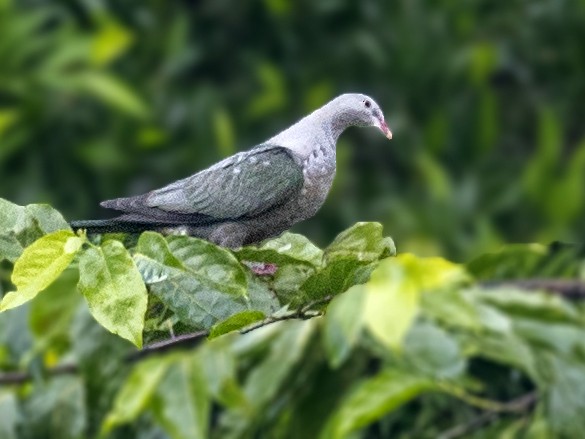Spotted Imperial-Pigeon - Bradley Hacker 🦜
