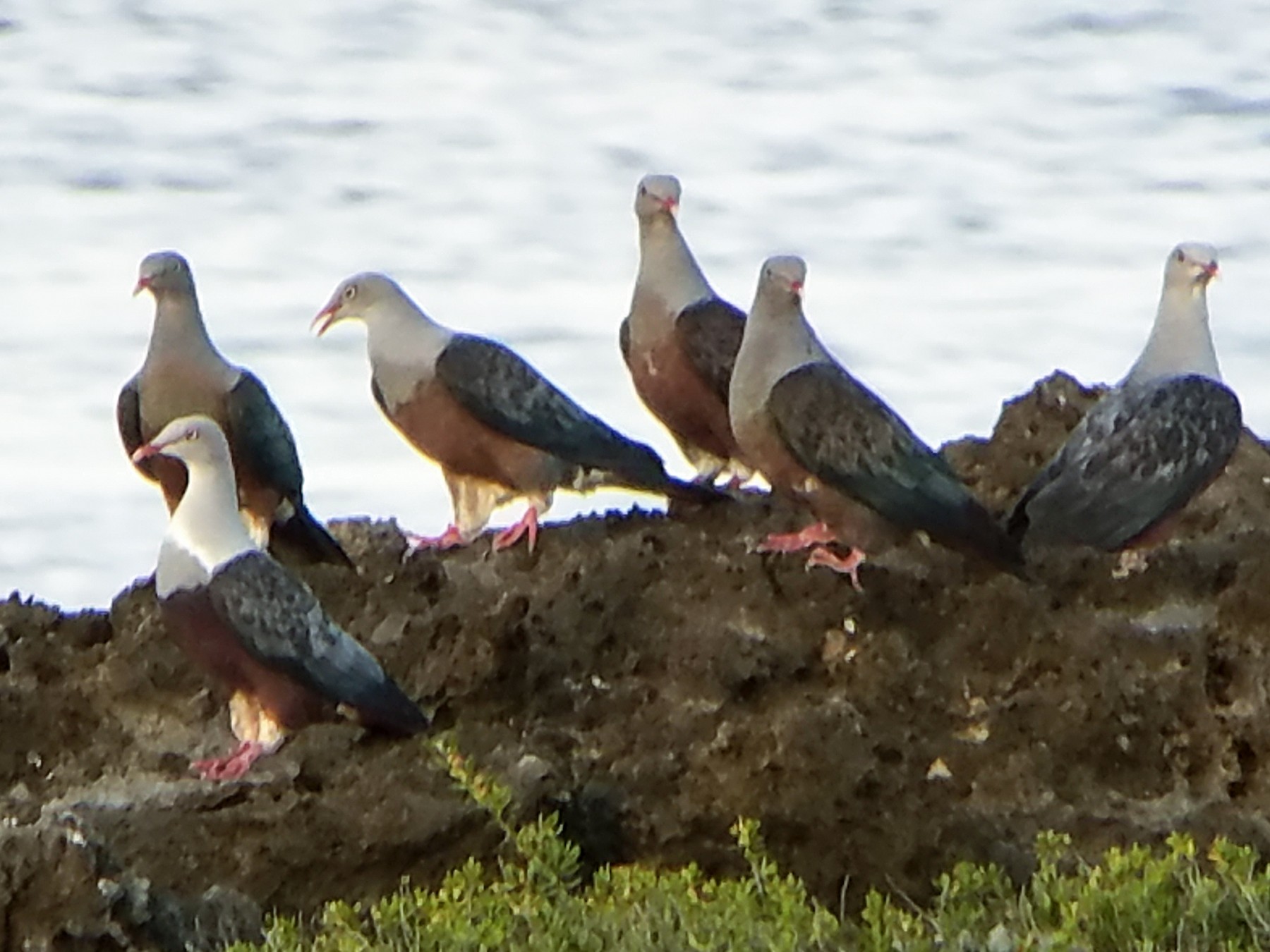 Spotted Imperial-Pigeon - Myrabird H