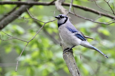 Blue Jay - eBird