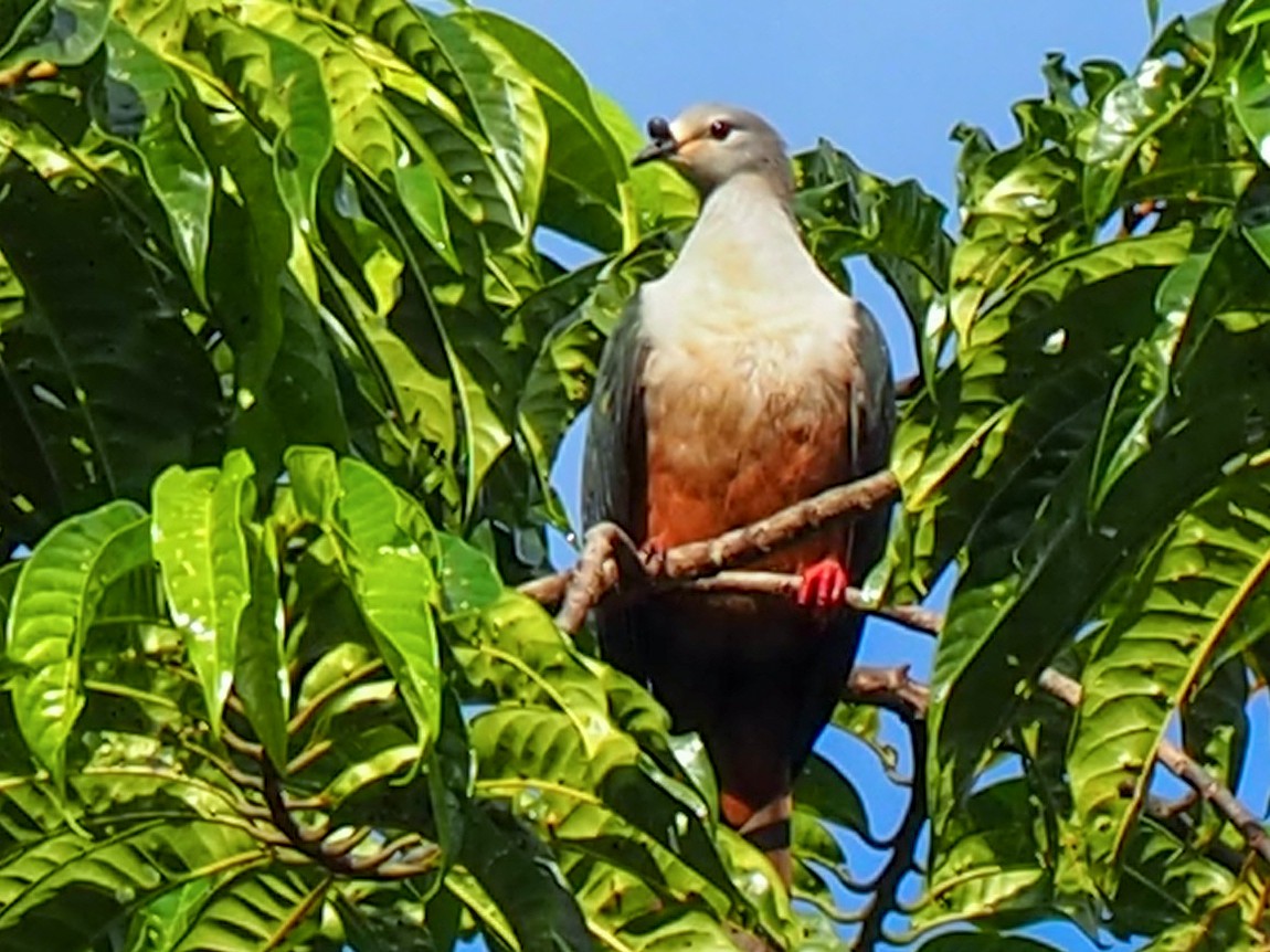 Micronesian Imperial-Pigeon - Greg Delisle
