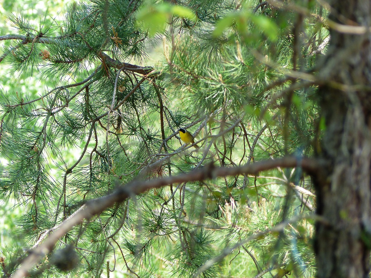 Common Yellowthroat - Gregory Schuckle