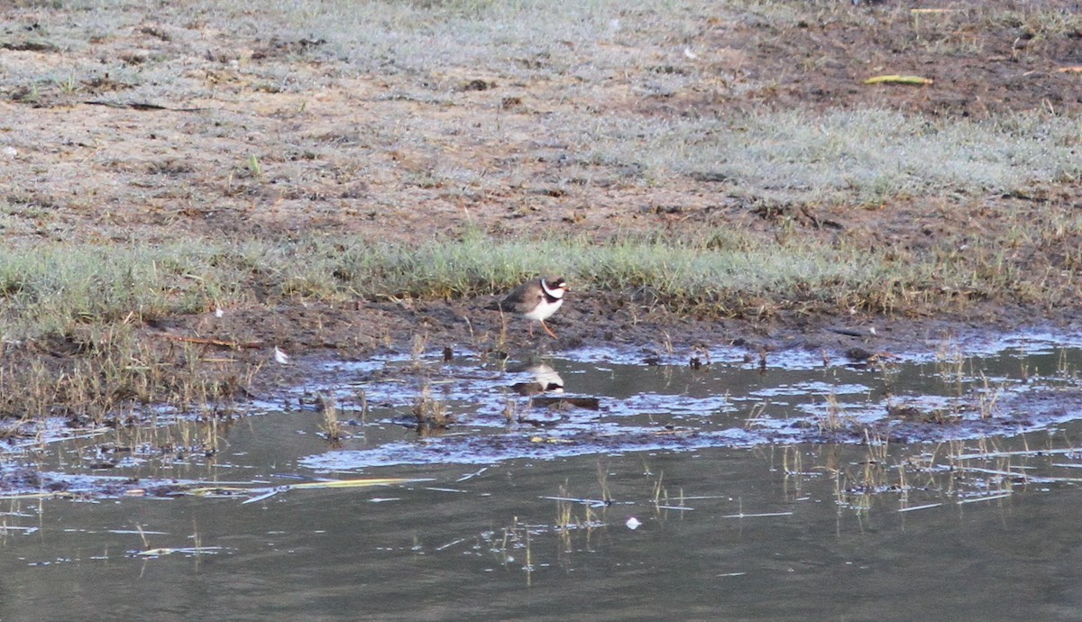 Semipalmated Plover - ML340714751