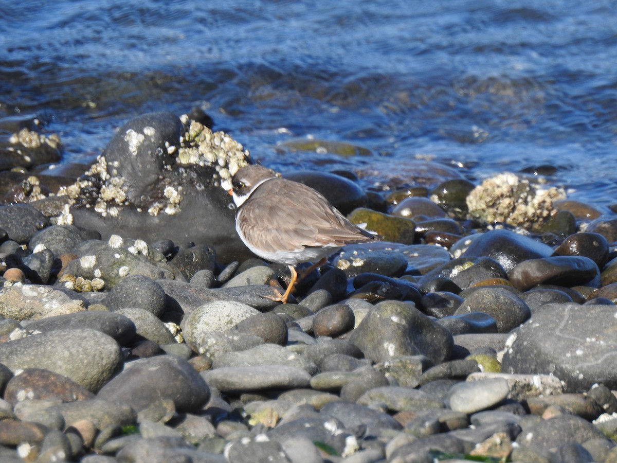 Semipalmated Plover - ML340722041
