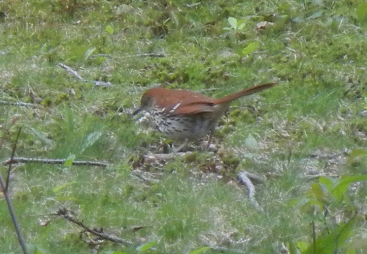 Ebird Checklist May West Hills County Park Species