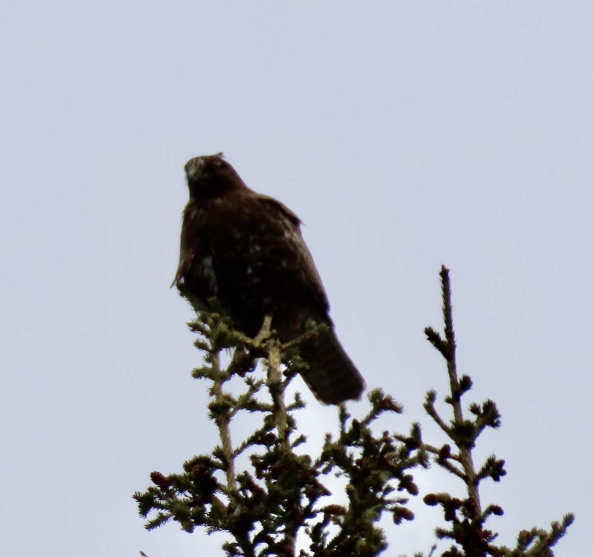 Red-tailed Hawk (Harlan's) - ML340728811