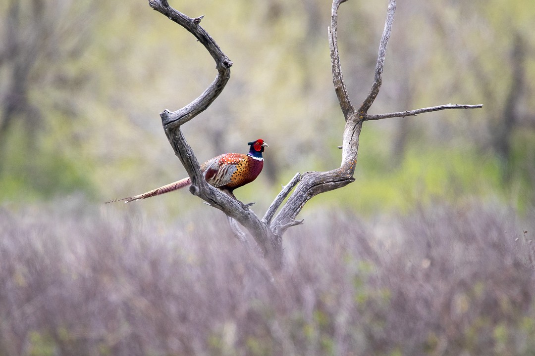 Ring-necked Pheasant - Rain Saulnier