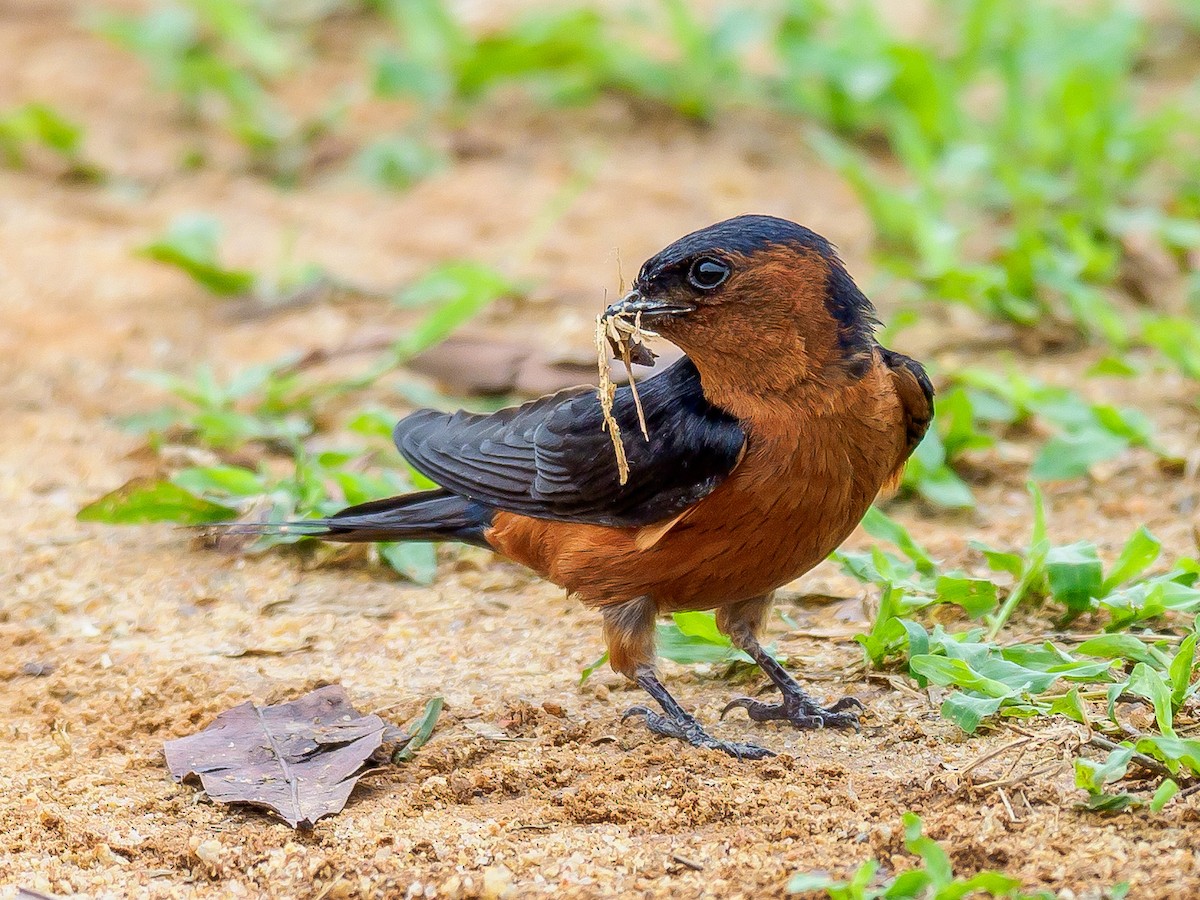 Rufous-bellied Swallow - Karyne Wee