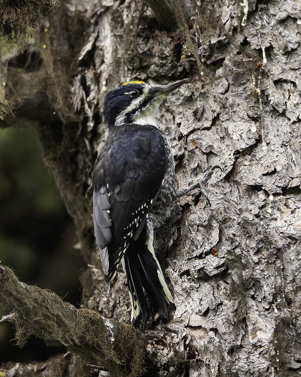 Black-backed Woodpecker - ML340736781
