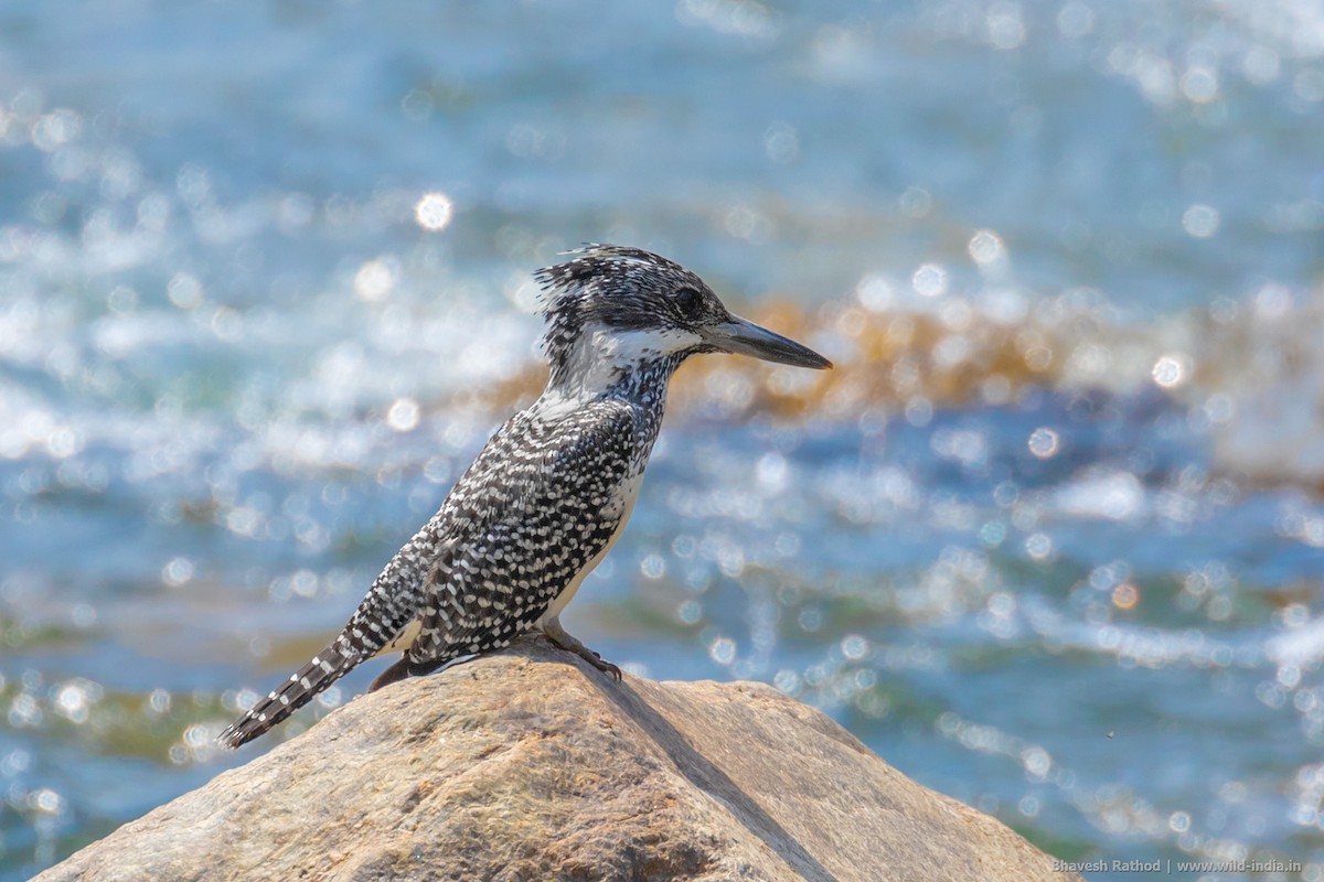 Crested Kingfisher - ML340738201