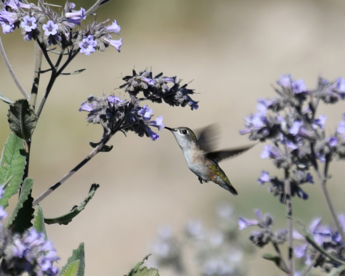 Calliope Hummingbird - Kevin Lapp