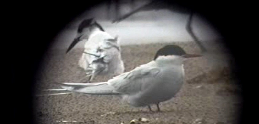 Arctic Tern - Paul Conover