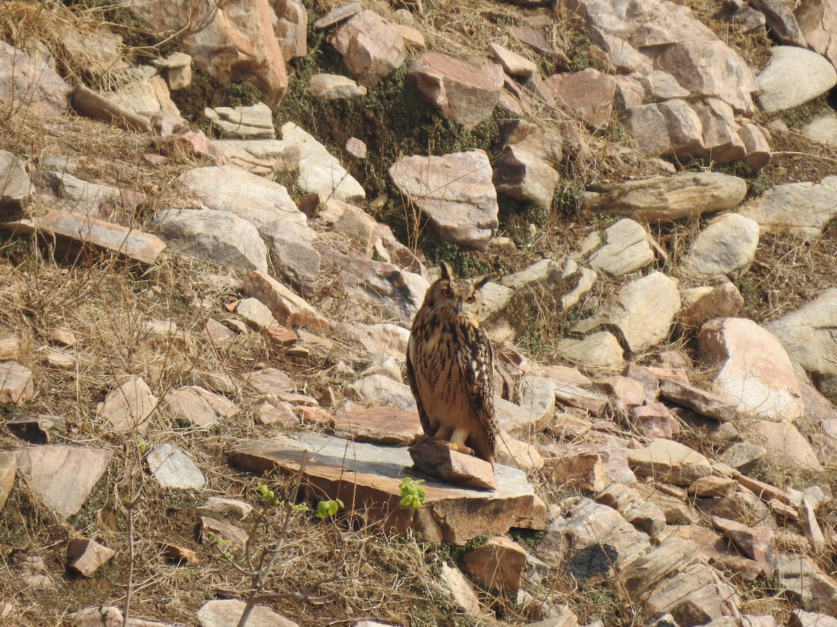 Rock Eagle-Owl - Ranjeet Singh