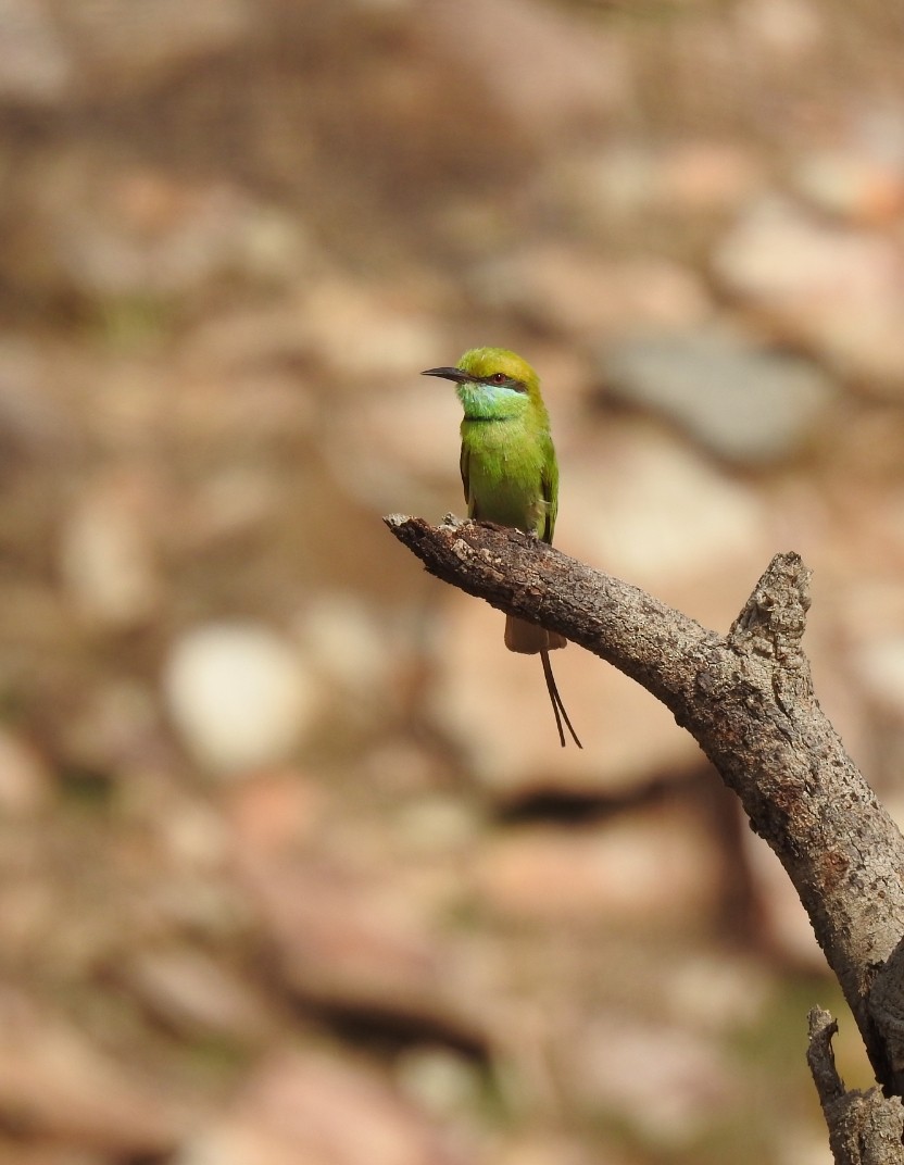 Asian Green Bee-eater - Ranjeet Singh