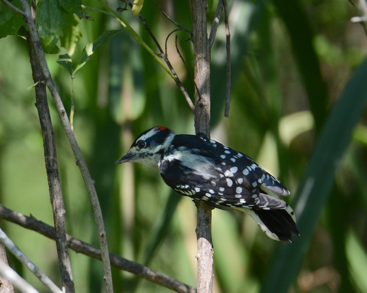 Downy Woodpecker - Keith McCullough