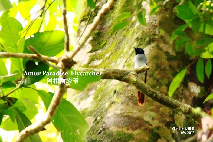 Amur Paradise-Flycatcher - Lim Ying Hien