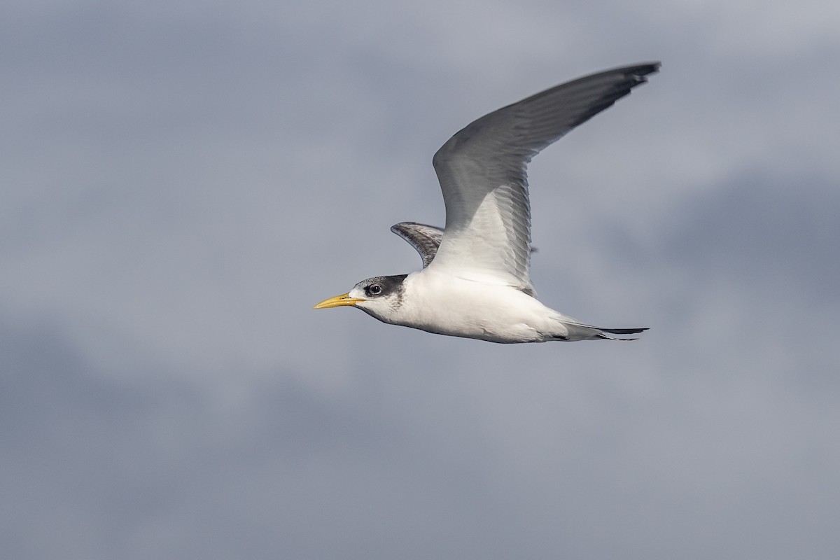 Great Crested Tern - ML340765881