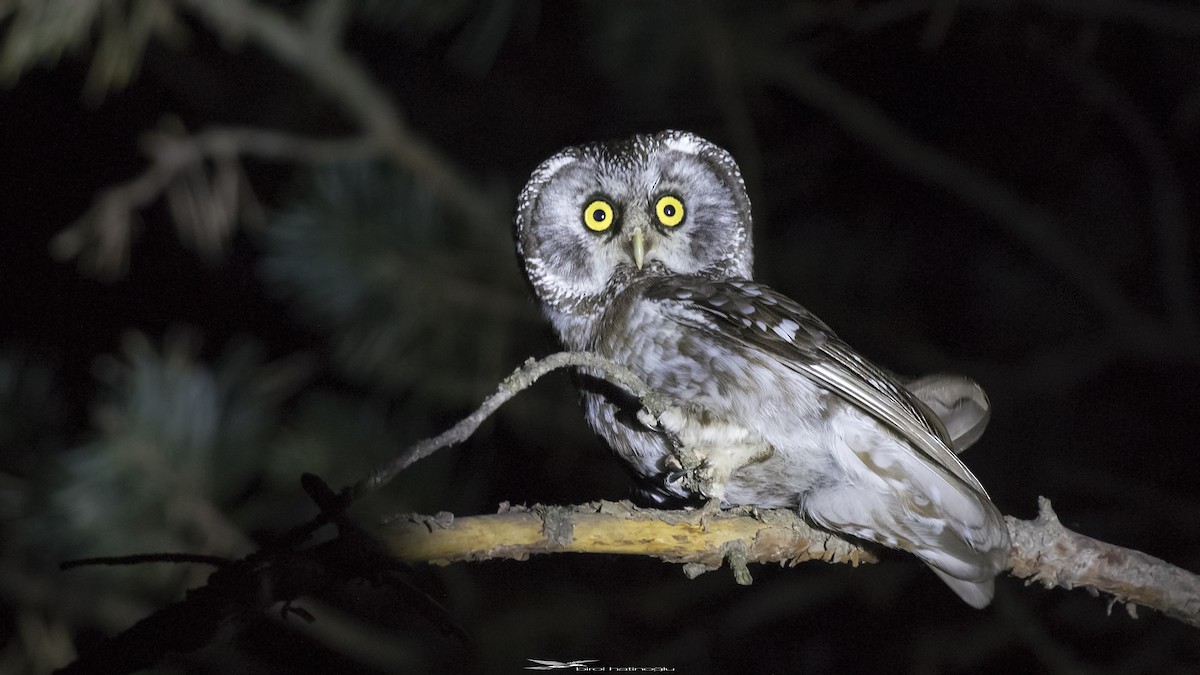 Boreal Owl - birol hatinoğlu