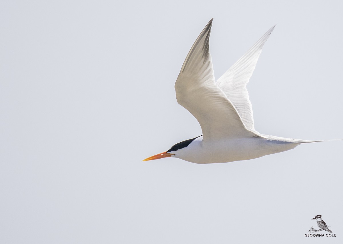 Lesser Crested Tern - Georgina Cole
