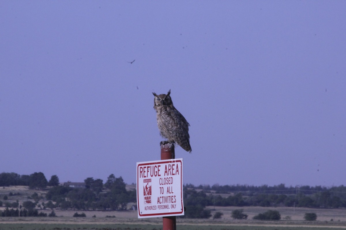 Great Horned Owl - ML34077111