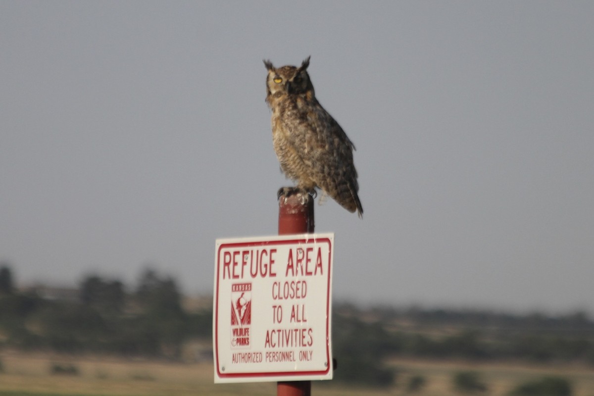Great Horned Owl - ML34077151