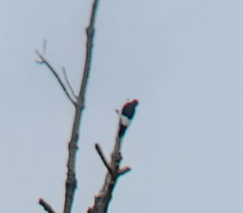 Red-headed Woodpecker - ML340776711