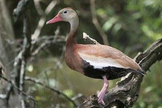 Black-bellied Whistling-Duck, ML340776881