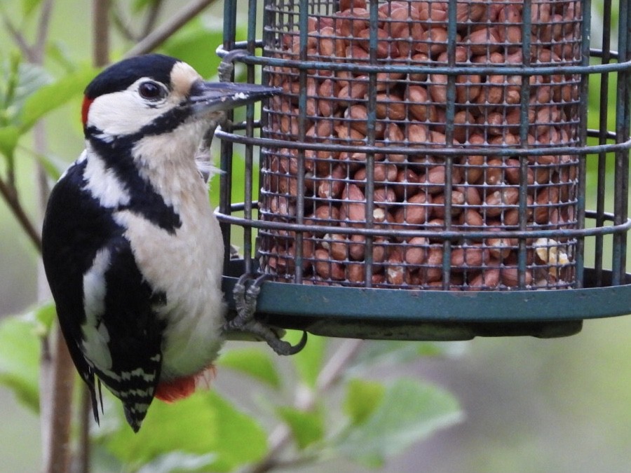 Great Spotted Woodpecker - ML340777661