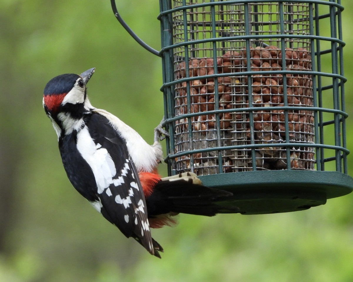 Great Spotted Woodpecker - ML340777671