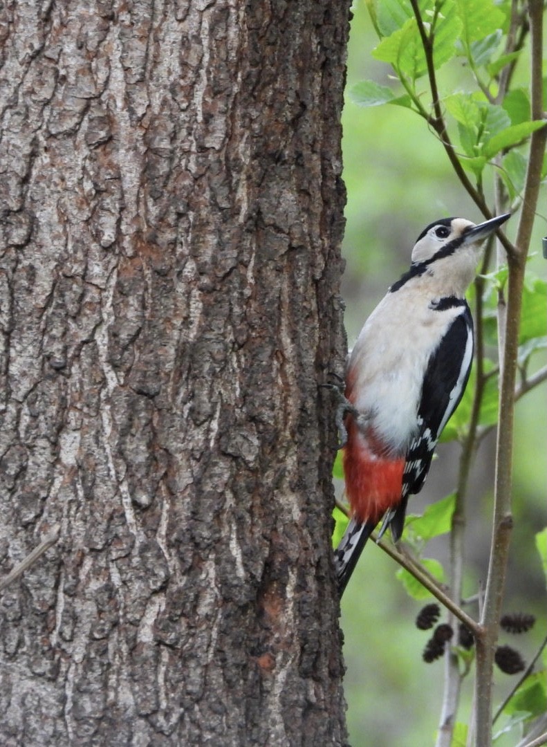 Great Spotted Woodpecker - ML340777681