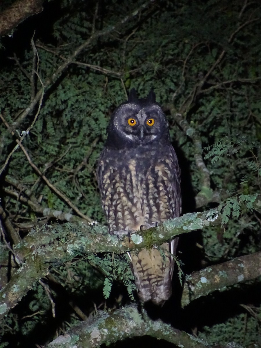 Stygian Owl - ML340783271