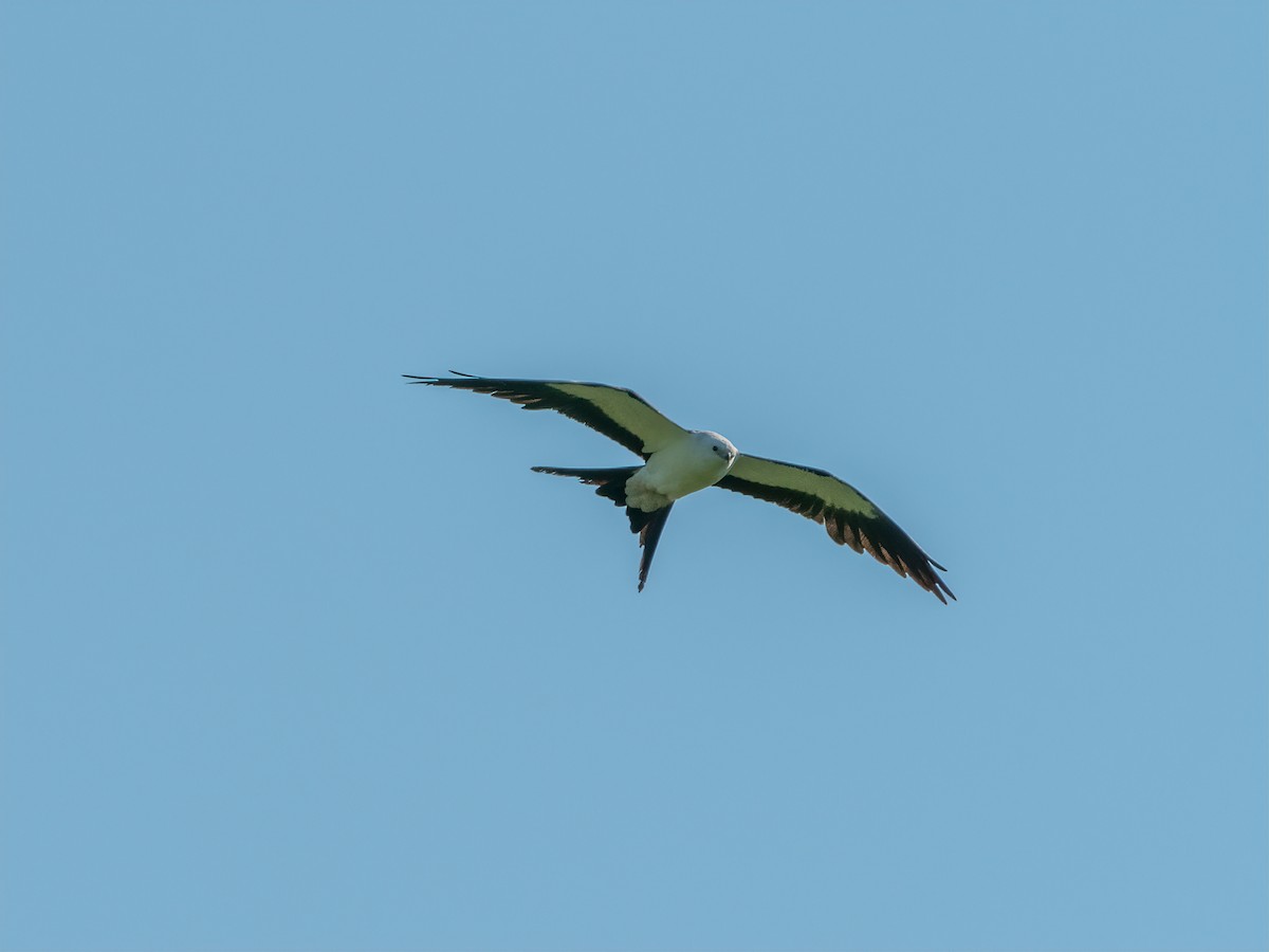 Swallow-tailed Kite - Charlie  Neiss